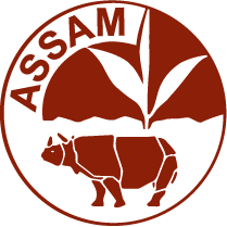 Assam-Tee